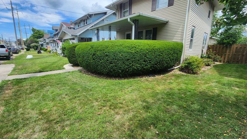Shrub Trimming