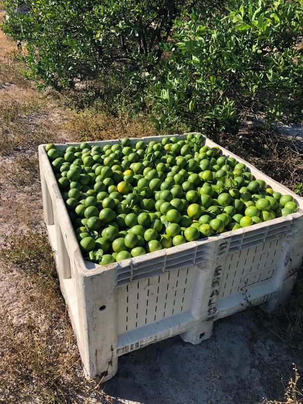 Fruit Marketing & Harvesting
