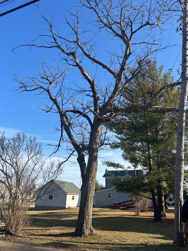 Lena's Sustainable Solution: Fransen's Expert Removal and Cleanup of the Butternut Tree
