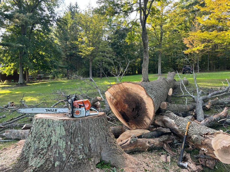 Tree Removal