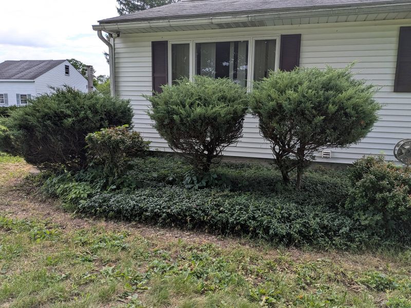 Tree & Shrub Care
