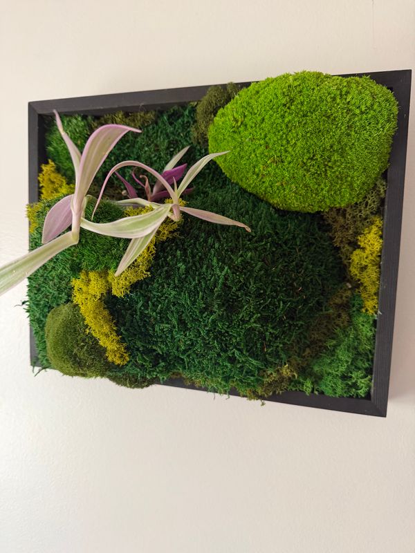 Indoor Plant Care