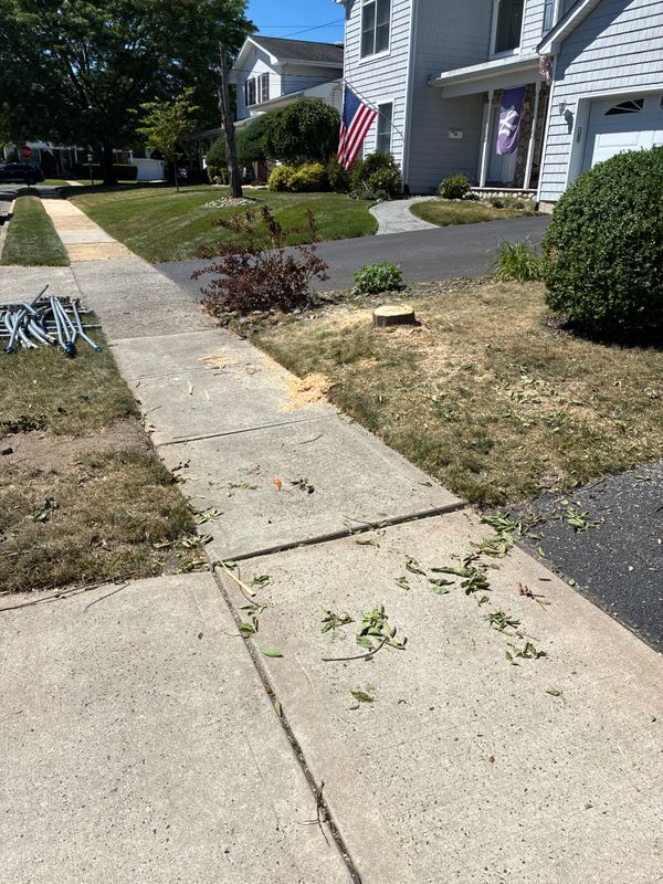 Tree & Shrub Care