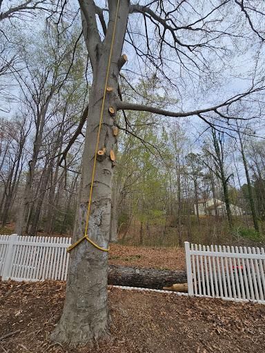 Tree Trimming & Removal