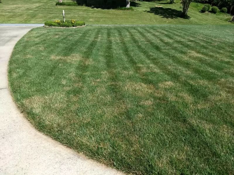 Brown Patch Control