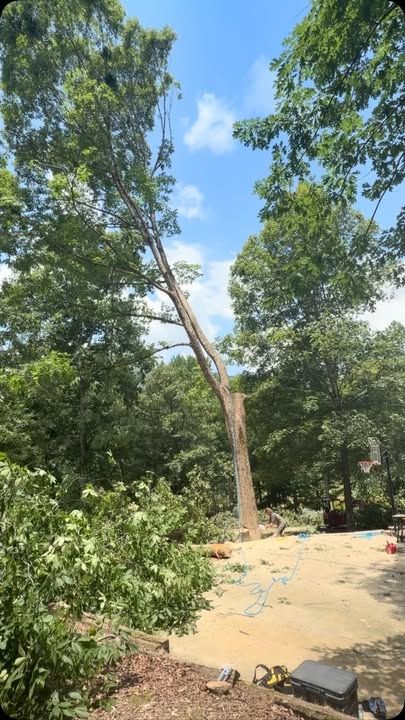 Tree Removal