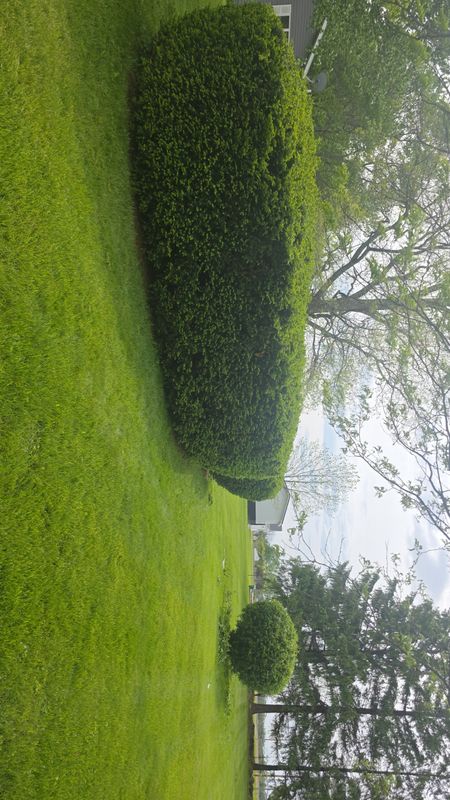 Lawn Care & Maintenance