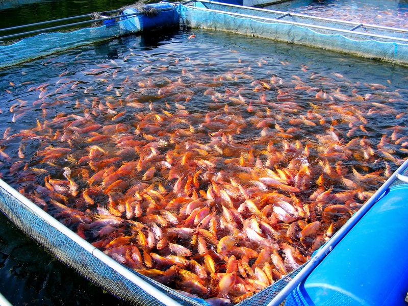 Aquaculture