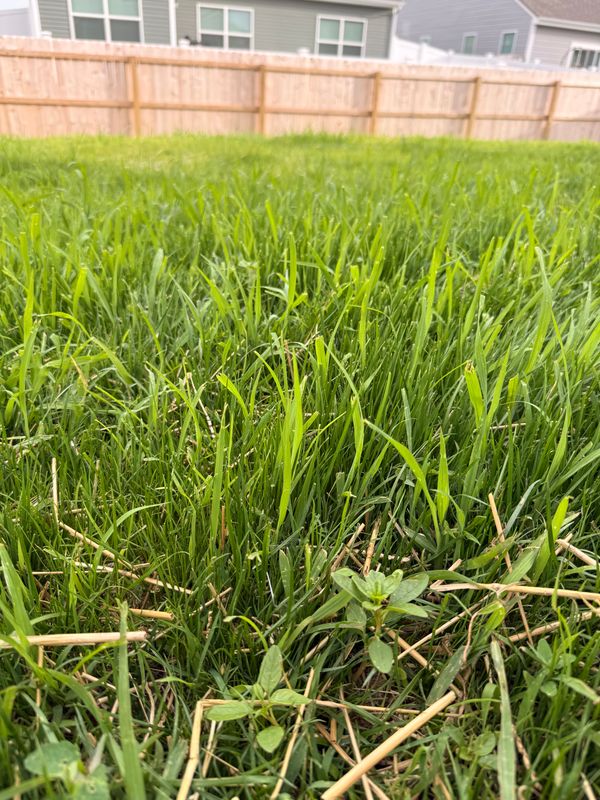 Lawn Seeding & Over-seeding