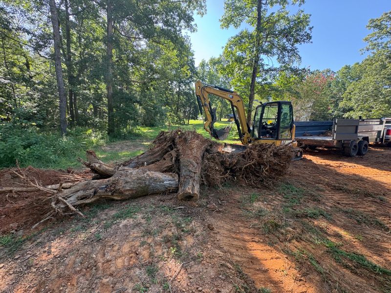 Tree Removal