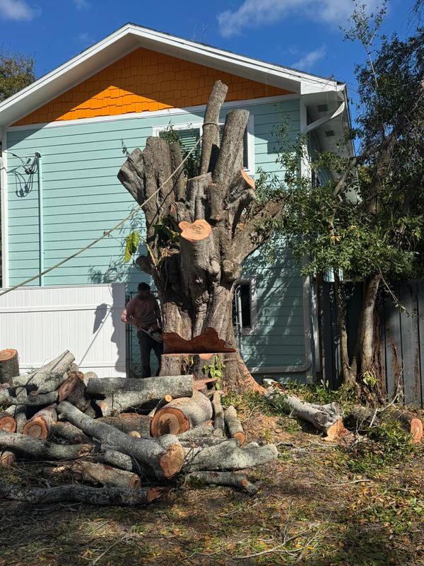 Tree and Shrub Care