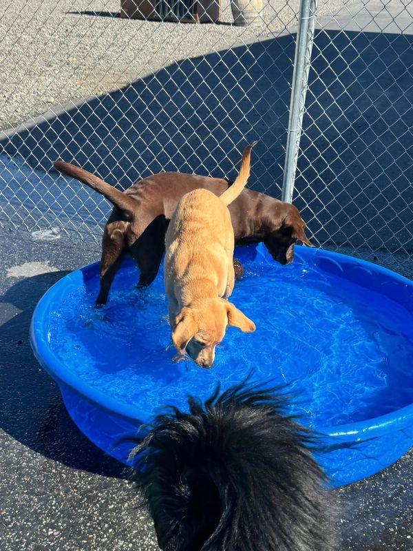 Open Play Daycare