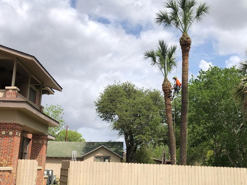 Pruning Services 