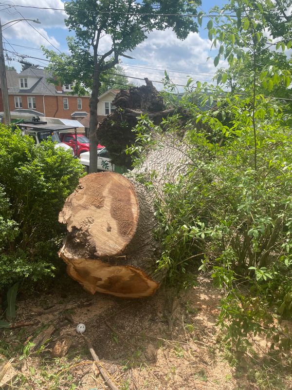Tree Removal gallery