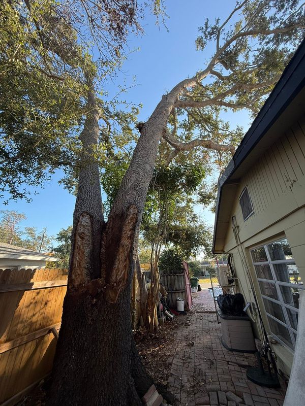 Tree Trimming
