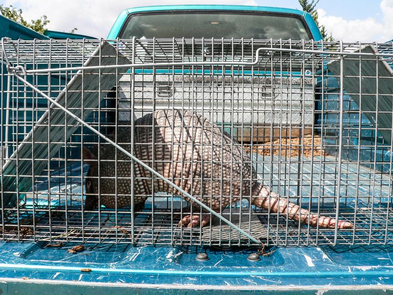 Armadillo removal