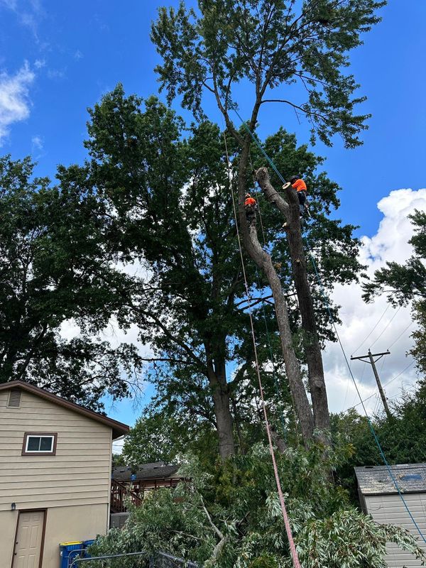 Tree Trimming