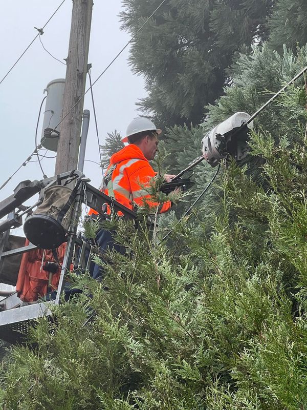 Tree Services