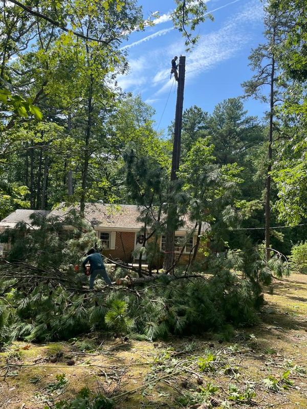 Tree Services