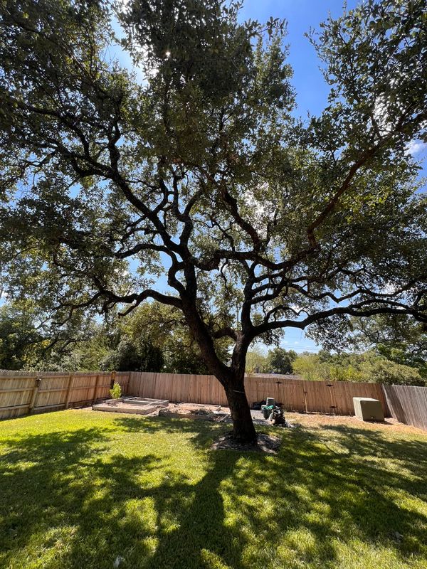 Tree Trimming