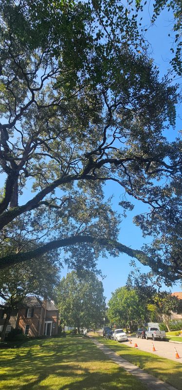 Tree Trimming