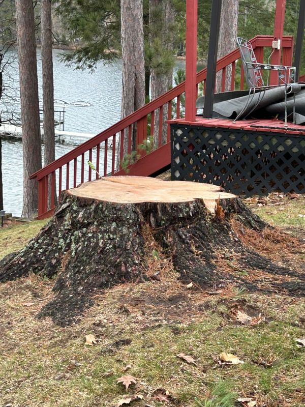 Tree Removal