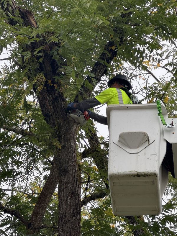 Tree Removals