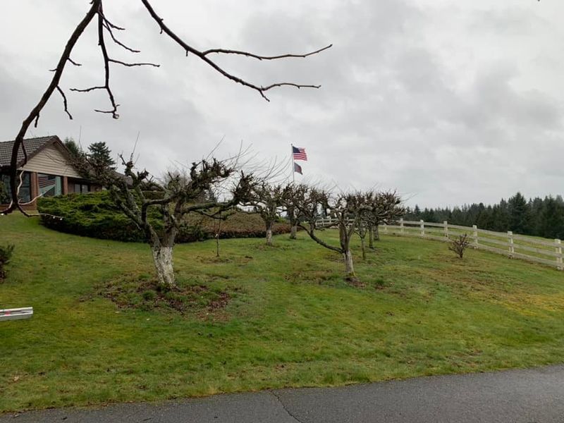 Tree Services