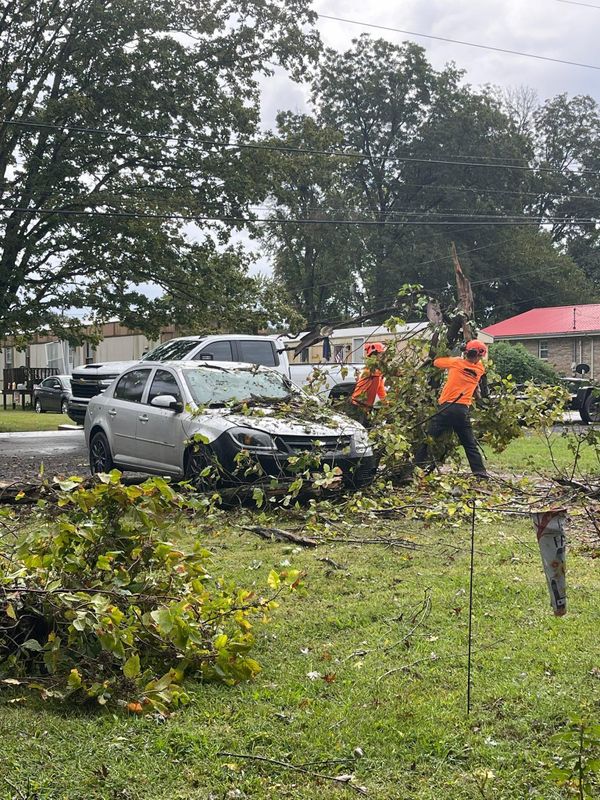 Other Tree Services