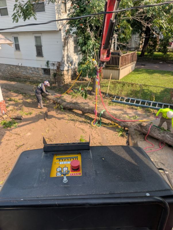 Tree Removal