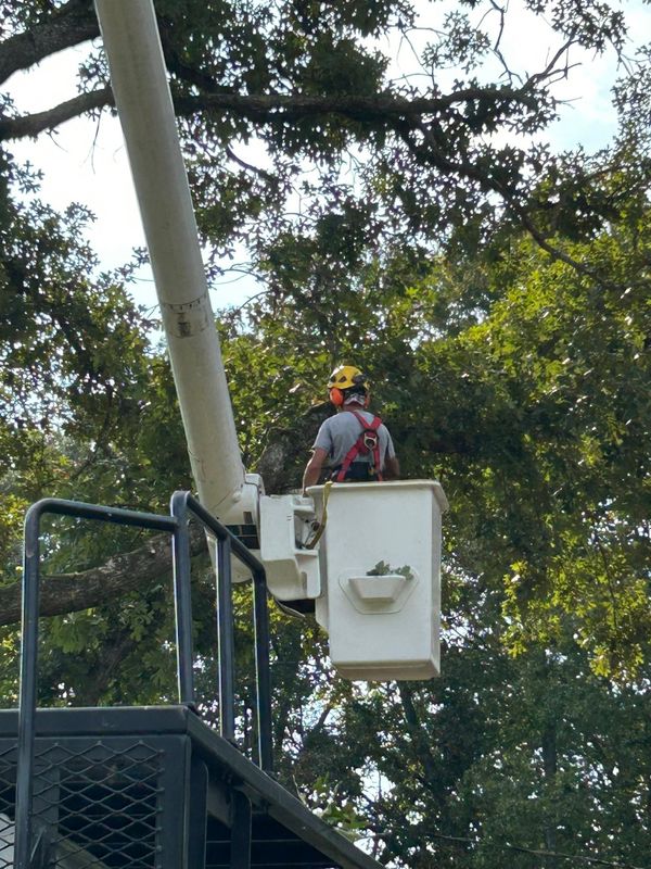 Tree Trimming & Removal