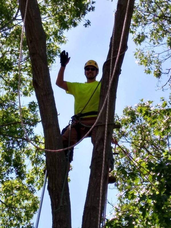 Tree Removal gallery