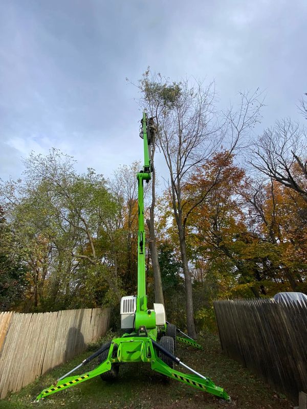 Tree Removal