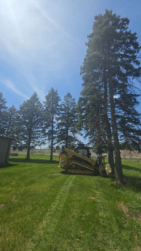 Tree Removal
