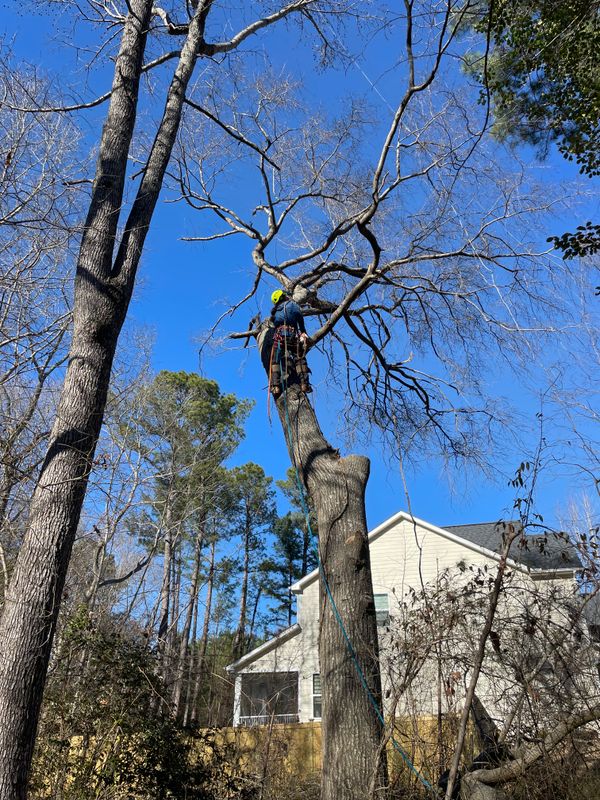 Tree Trimming