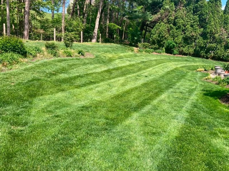 Lawn Maintenance