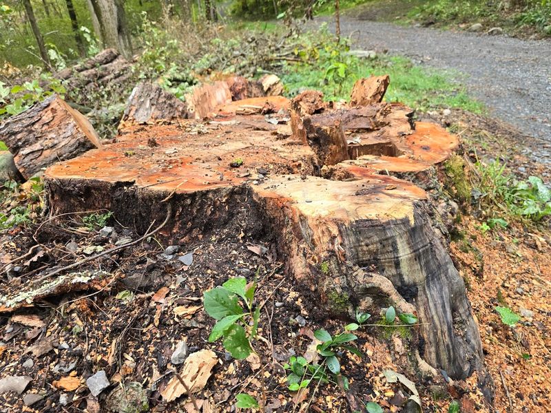 Stump Removal