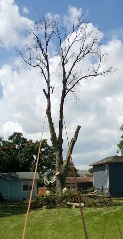 Tree Trimming