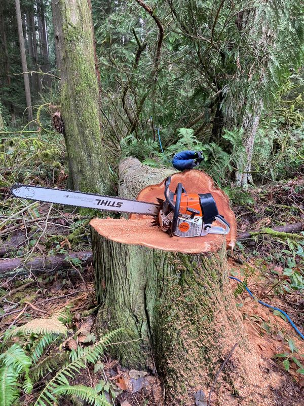 Tree Trimming and Removal