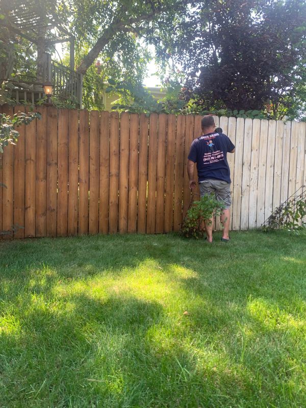 Cleaning and Staining