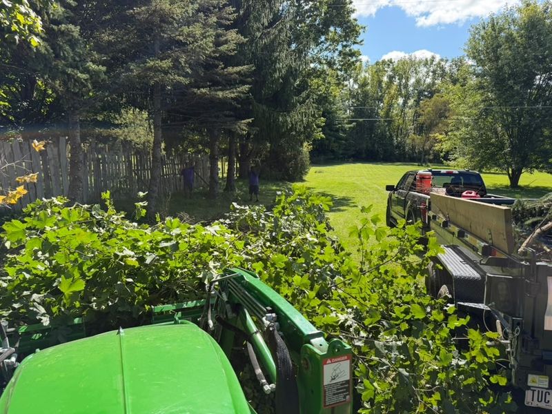 Tree Removal