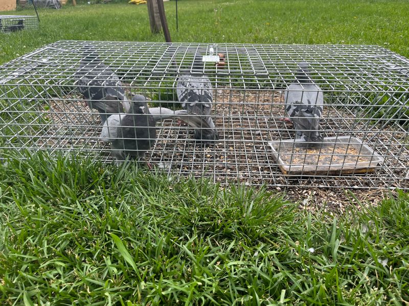 Pigeon Control