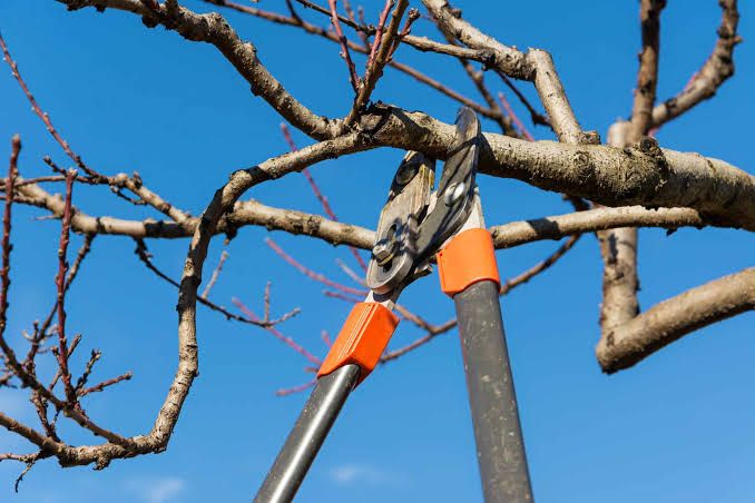 Tree Trimming