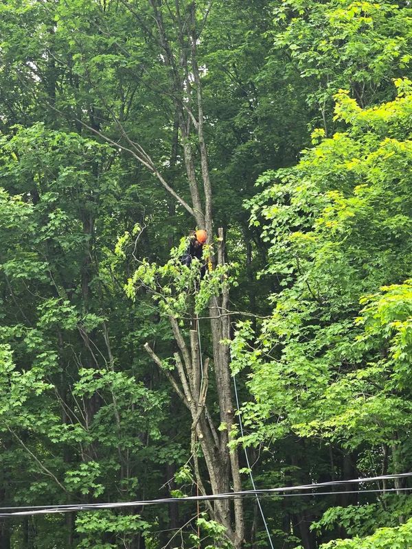 Tree Trimming