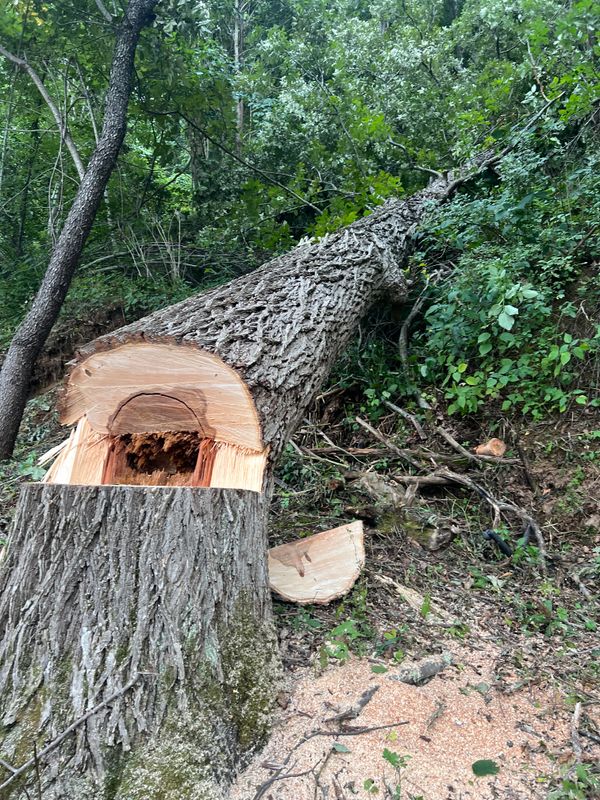 Hazard Trees