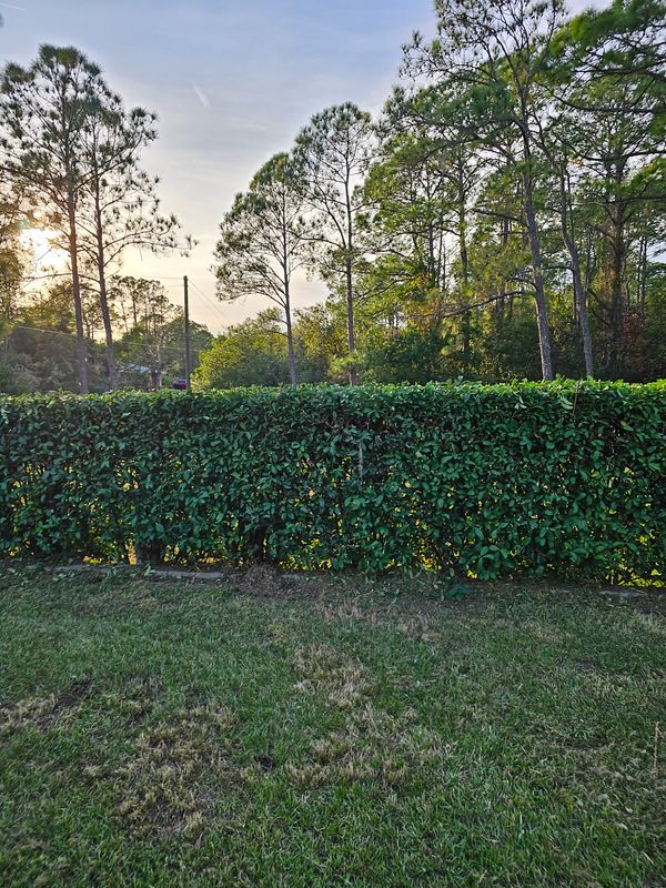 Tree and Hedge Care