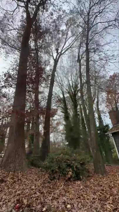 Tree Trimming