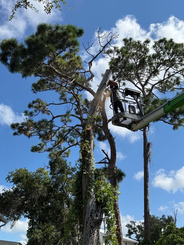 Tree Trimming