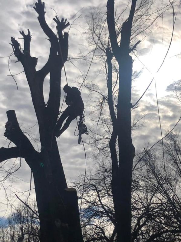 Mowing and Tree Services