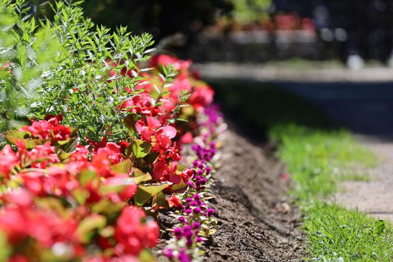 Flowerbeds